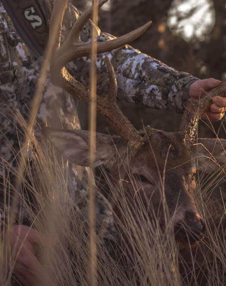 Image of deer on ground with man holding antlers