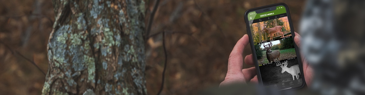 Man checking Moultrie Mobile app in the woods