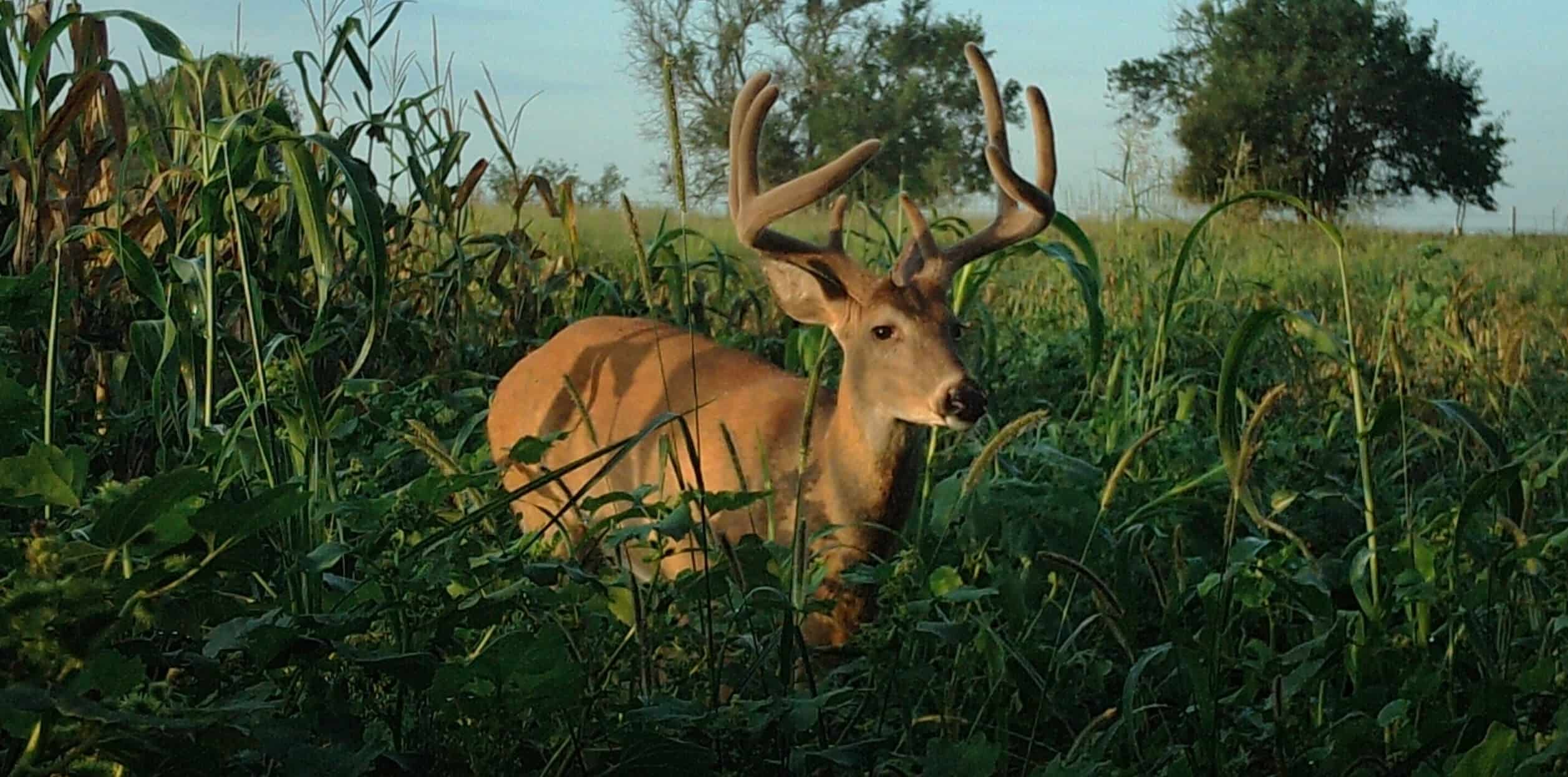 Deer in field