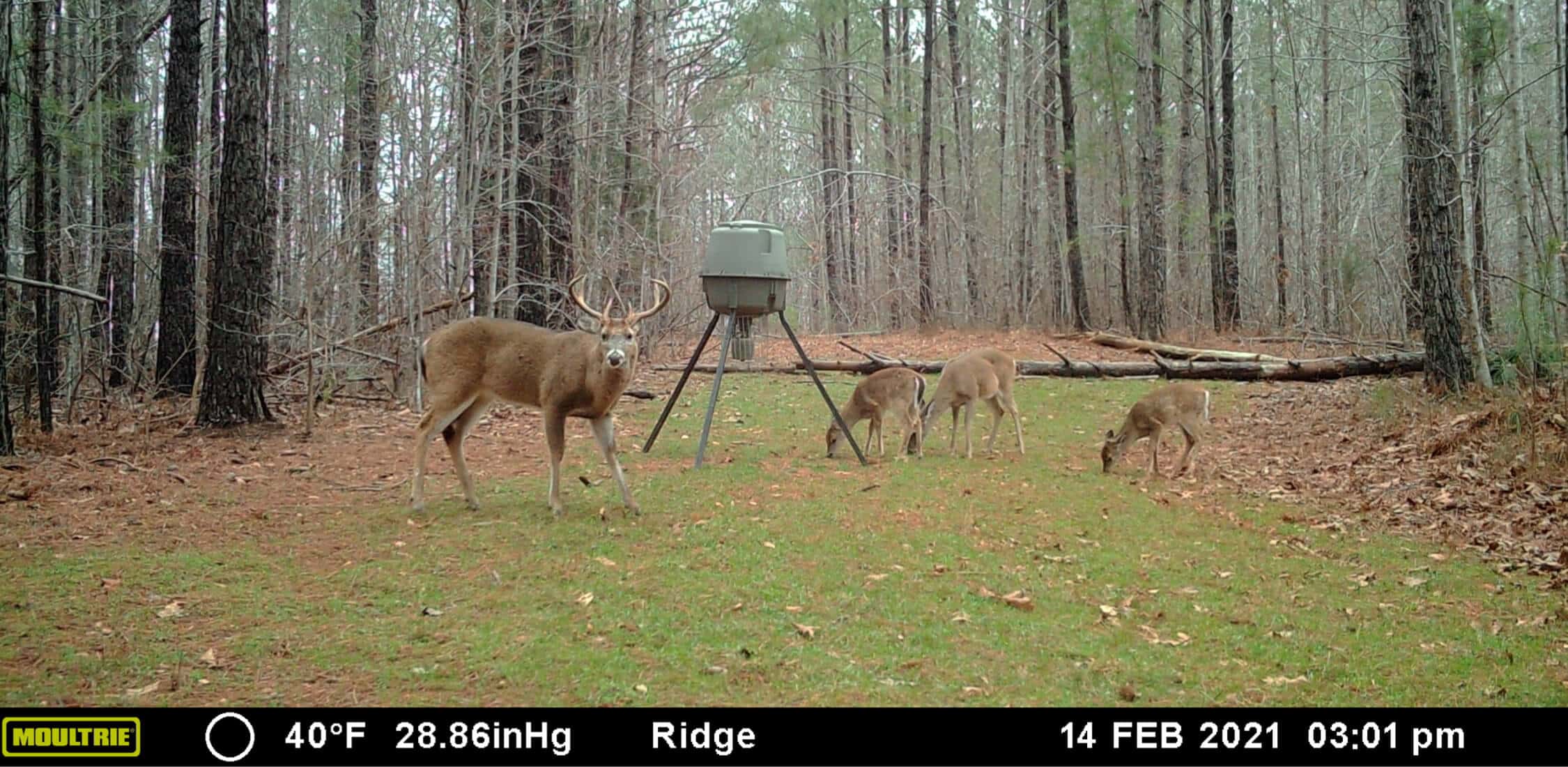 Image of deer near a feeder taken from Moultrie Mobile cellular trail camera