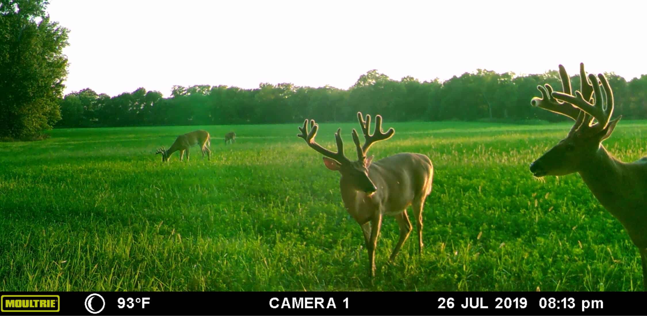 Image of deer taken from Moultrie Mobile cellular trail camera