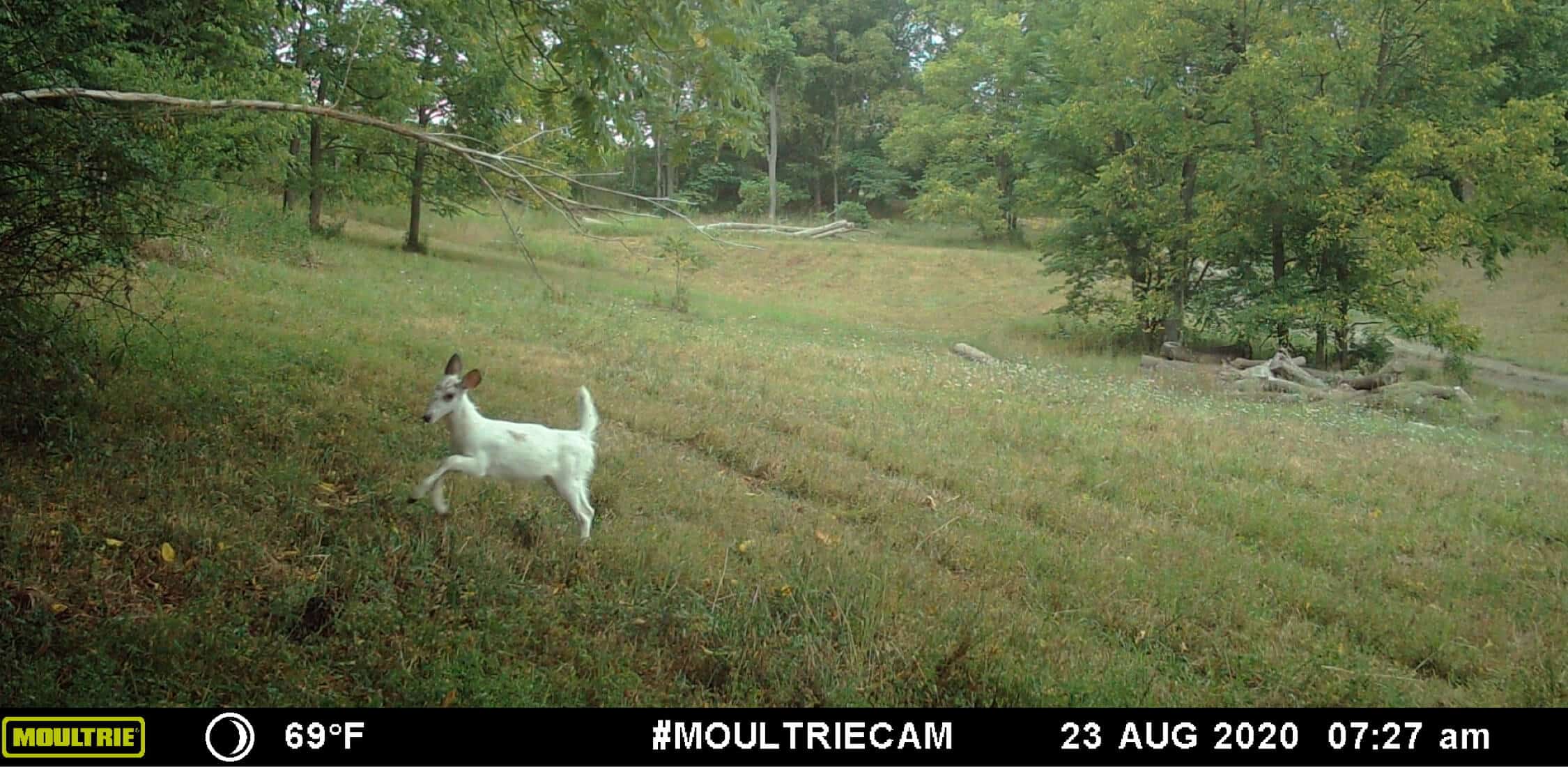 Image taken from Moultrie Mobile cellular trail camera