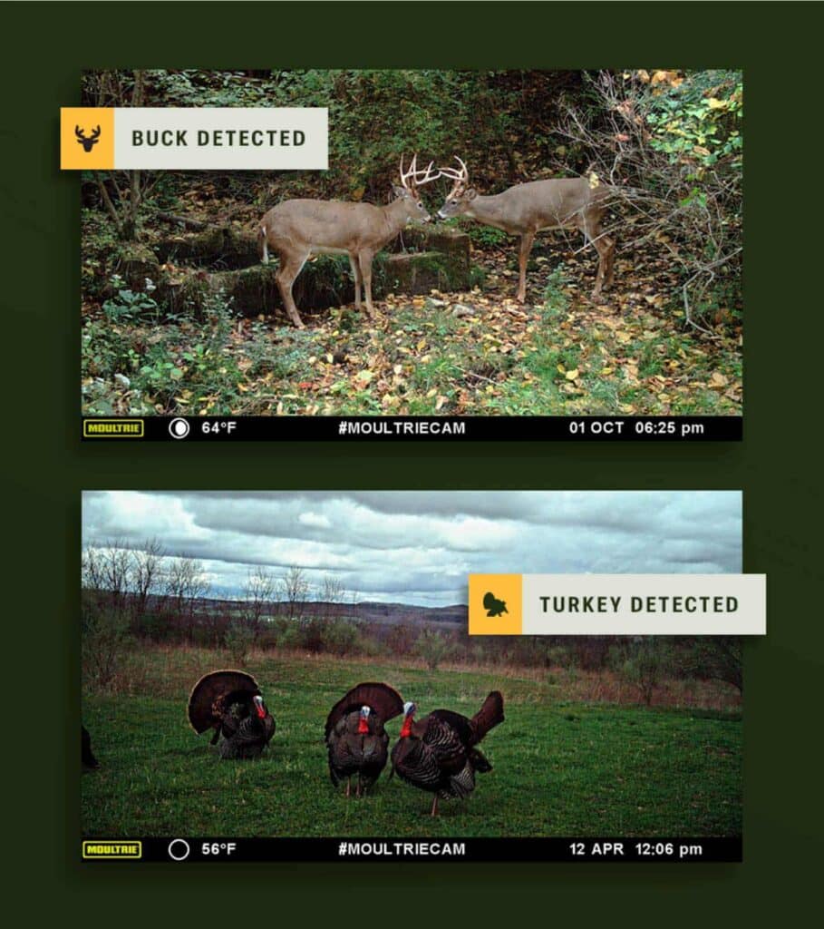 Buck and turkey detection